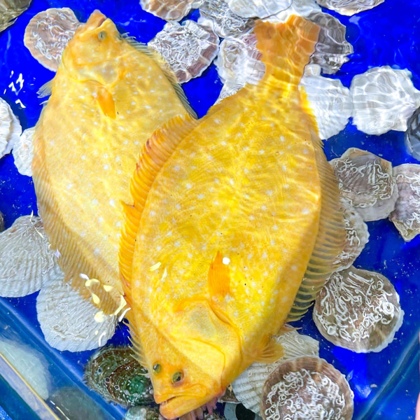 Cá bơn vàng giá sỉ 
