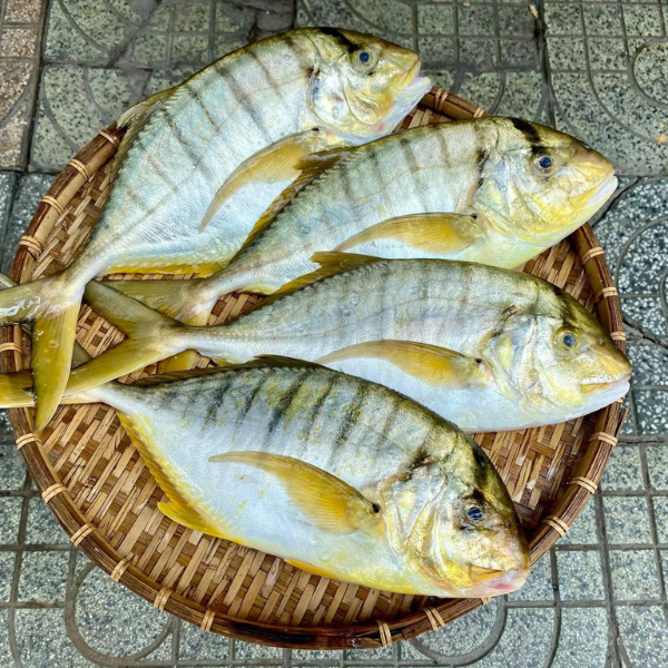 cá bè vàng giá sỉ