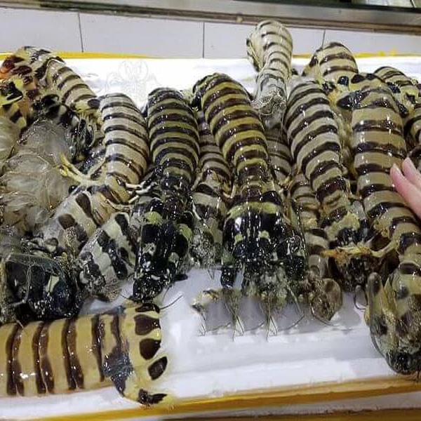 Tôm tích chất lượng