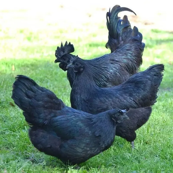 Gà H'mông giá sỉ 