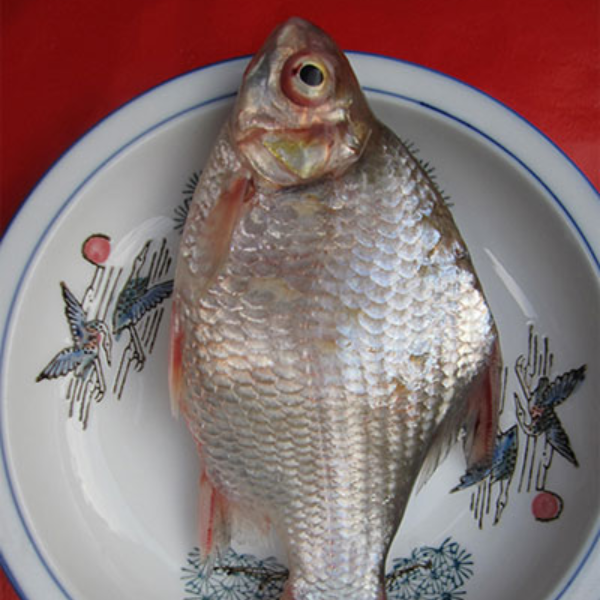 cá dãnh chất lượng