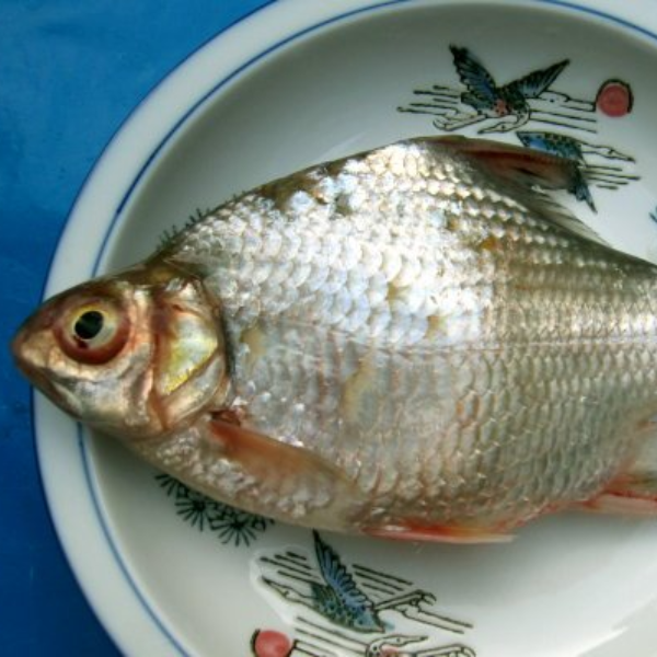 cá dảnh giá sỉ