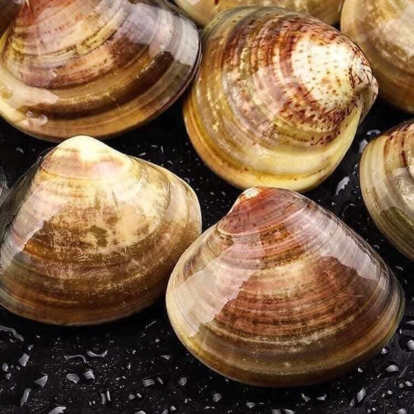Ngao vàng biển giá sỉ 