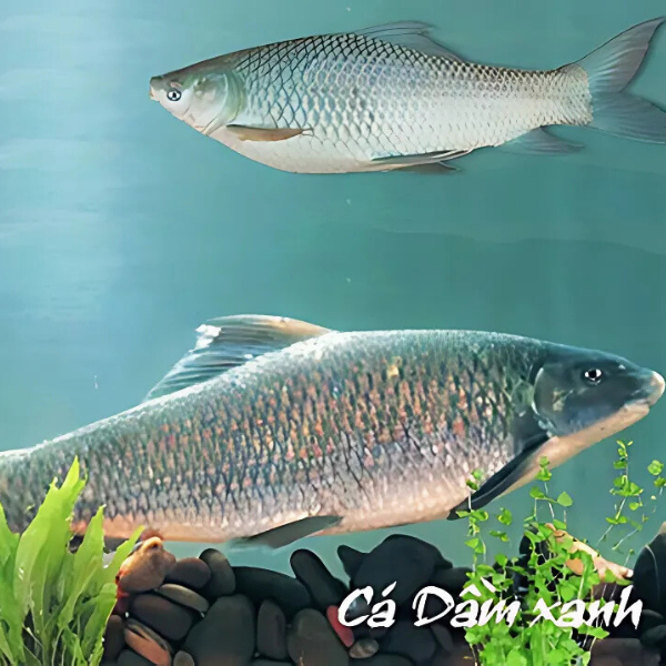 Cá dầm xanh sông Đà giá sỉ