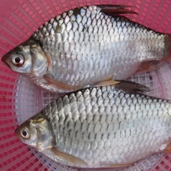 cá mè dinh giá sỉ