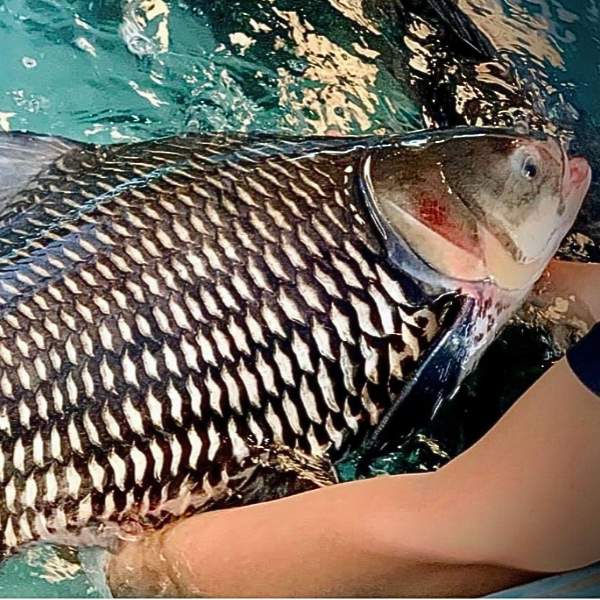 Cá hô vàng giá sỉ