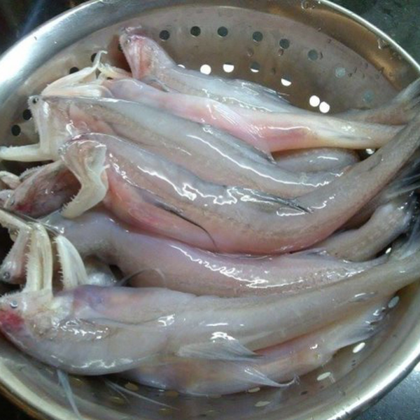 Cá Khoai tươi sống giá sỉ 